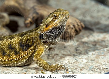 Portrait Of An Exotic Tropical Reptiles Bearded Dragon. Selective Focus, Shallow Depth Of Field.