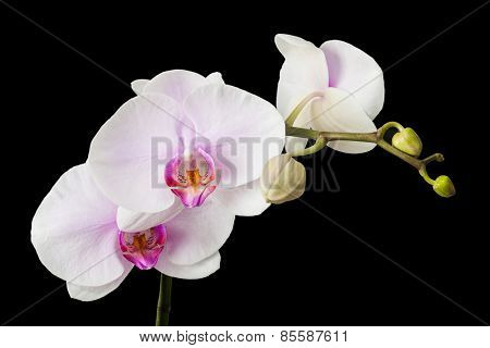 White orchid on black blackbackground