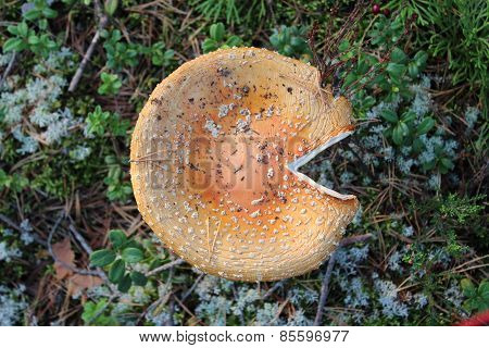 Fly agaric in the forest. Top view.