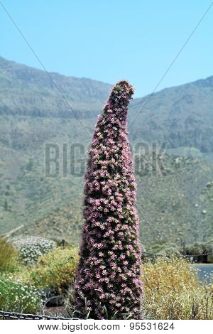 Vegetation And Landscape On National park Tenerife. Mountain Teide. Canary Islands.Spain.