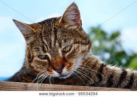 Cat Gaze