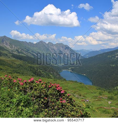 Alpenrosen, Lake Arnensee And Mountains