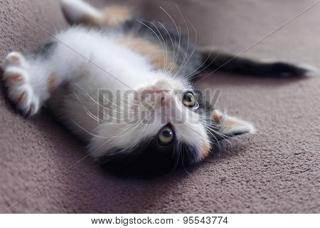 Kitty