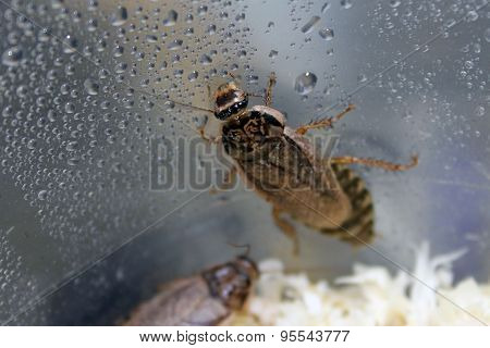 Harlequin Beetle