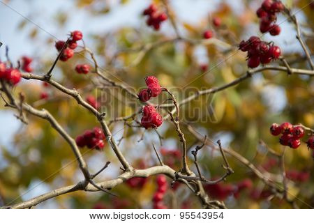 Red Hawthorn Berries