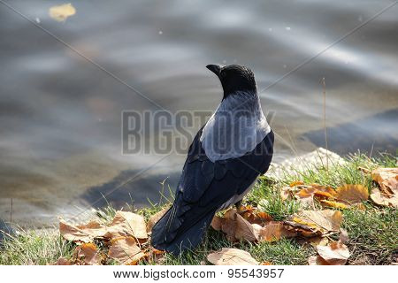 Raven.