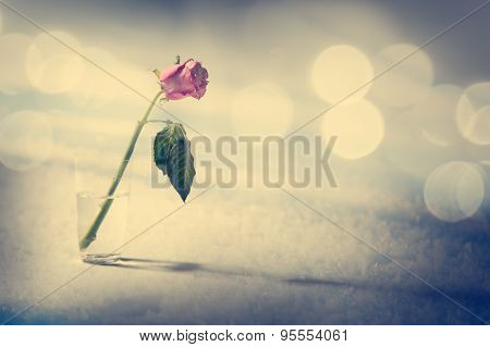 Dying Rose on the Snow Background