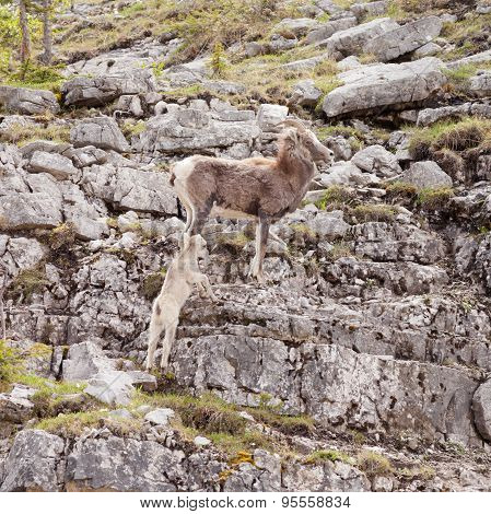 Female Stone Sheep Ovis Dalli Stonei Guarding Lamb