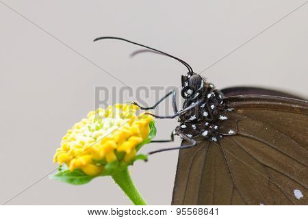 Butterfly Resting (euploea Core)