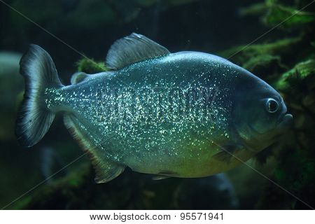 Piranha (Pygocentrus piraya), also known as the man-eating piranha. Wildlife animal. 
