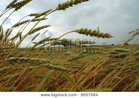 雨后的平展小麦的领域