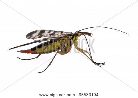 Scorpion Fly On  White Background