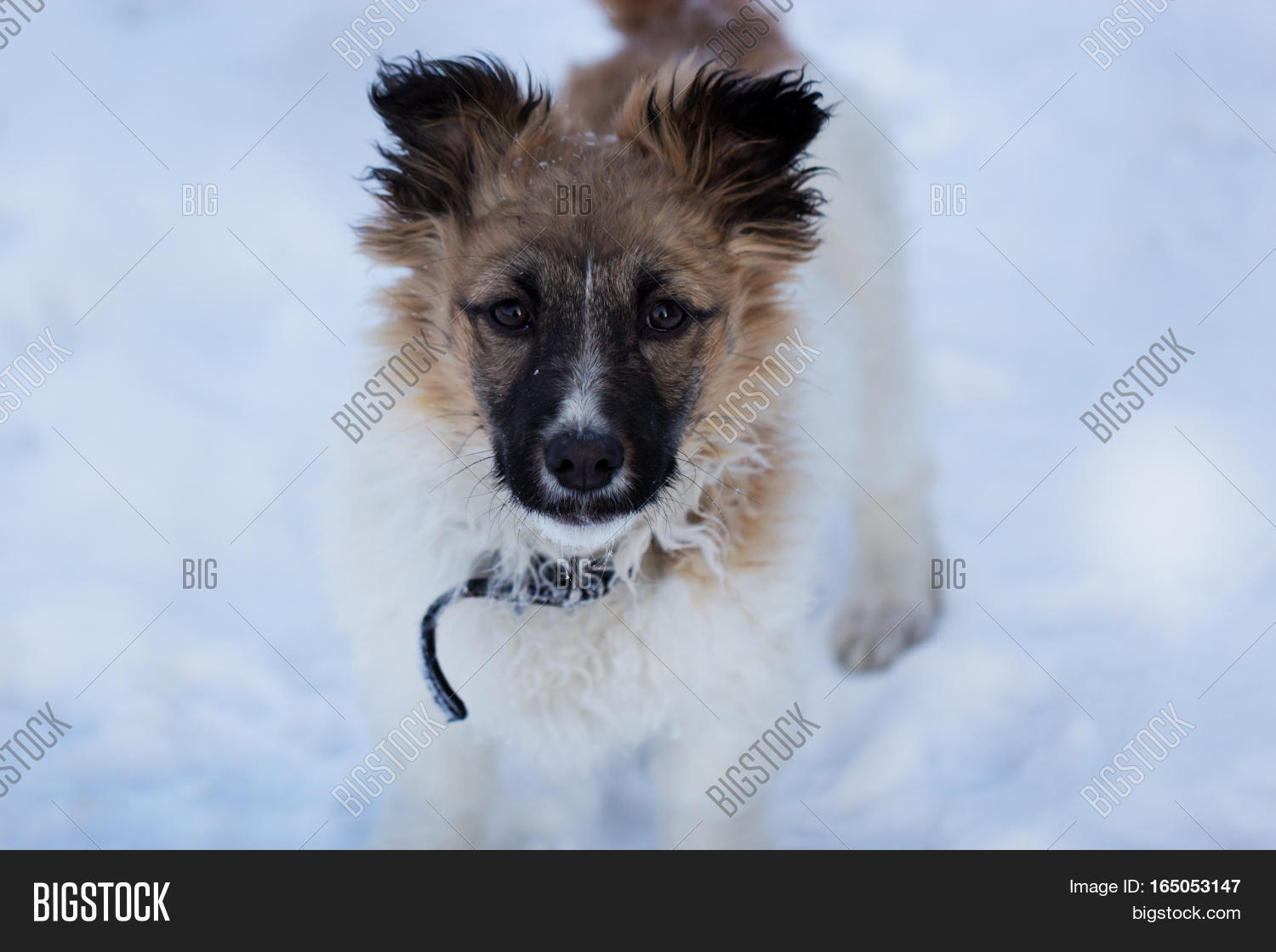 Small Dog Snow Puppy Image & Photo (Free Trial) Bigstock