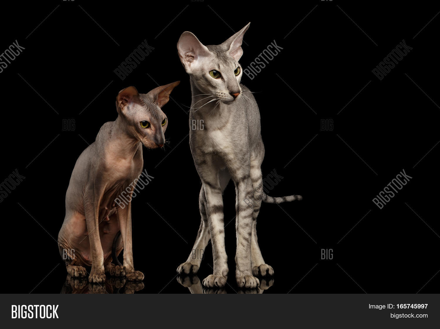 Two Peterbald Cats Image & Photo (Free Trial) Bigstock