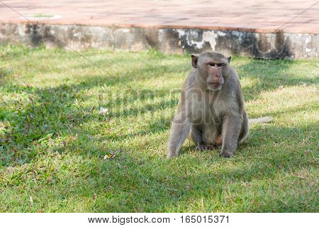 One Monkey sitting on green grass in sunny day