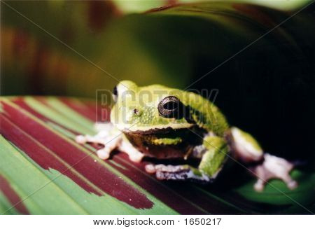 Árbol grande Frog1