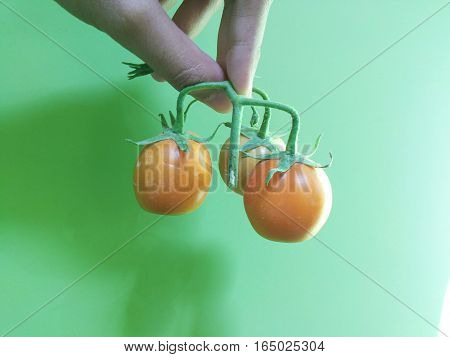Cropped hand holding fresh baby tomatoes. Freshly picked from garden.
