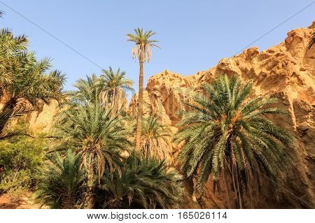 Mountain oasis Chebika at border of Sahara, Tunisia, Africa