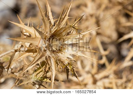 Dry yellow plant full of thorns and spikes with sharp dangerous flower