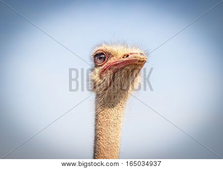 Portrait of ostrich face isolated against blue sky