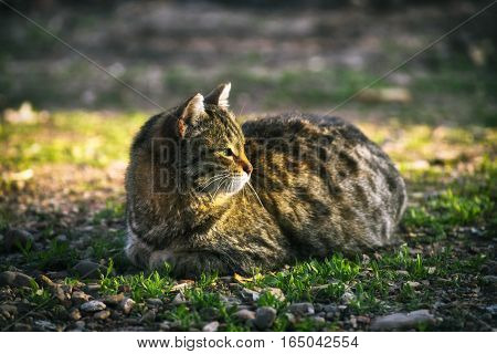 The gray cat basks in the sun,sguiting