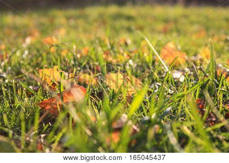autumn leaves in green grass on sunny day