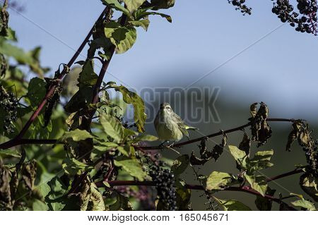 Palm Warbler on pokeberry shrub pausing to make eye contact