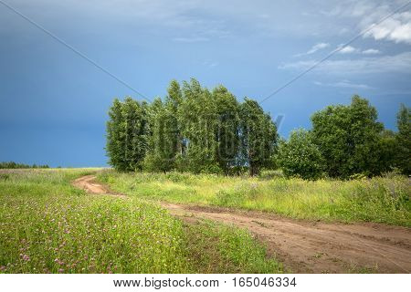 Country road between fields and birch trees after a strong storm and rain