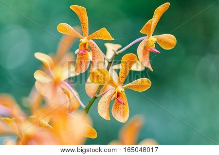 Closeup Aranda Orchid Flower,hybrid Orchid Flower In The Garden