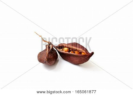 Bottle tree seeds capsule follicle fruit isolated