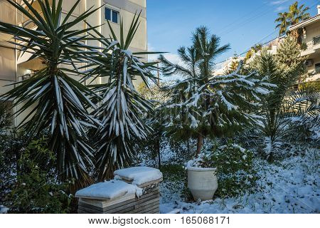 Snowy Landscape In Athens - Rare And Unique Event