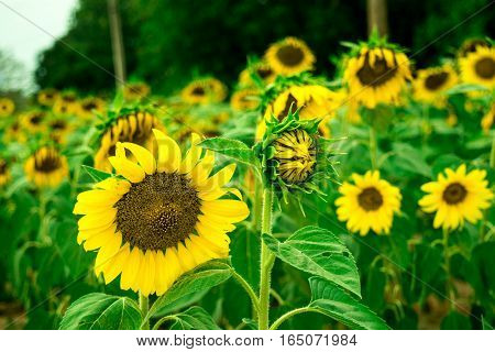 Sunflower blooming beautiful summer day in Biafra time.