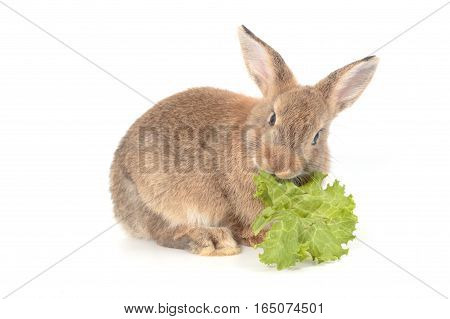 Brown Short Hair Adorable Baby Rabbit Eating Vegetable On White Background