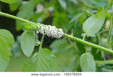 A Tobacco/Tomato Horn Worm as host to parasitic braconid wasp eggs on a Tomato Plant in a garden.