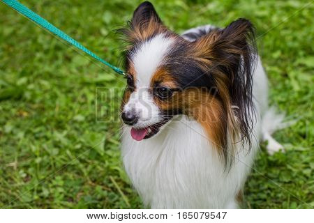The Papillon Is On The Green Grass.