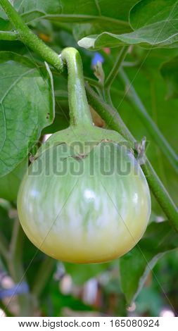 Green fruit of a thorn apple (Solanum incanum)