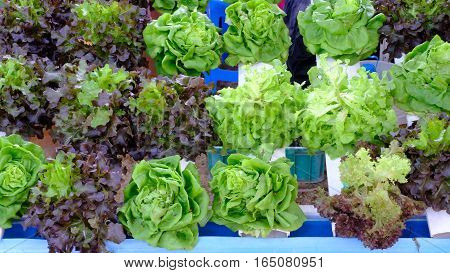 hydroponic salad vegetable  in the big garden