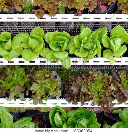hydroponic salad vegetable  in the big garden