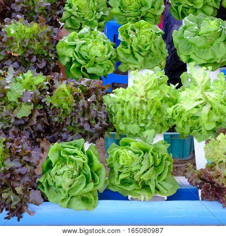 hydroponic salad vegetable  in the big garden