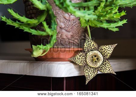 Stapelia variegata flower. Houseplant in a pot