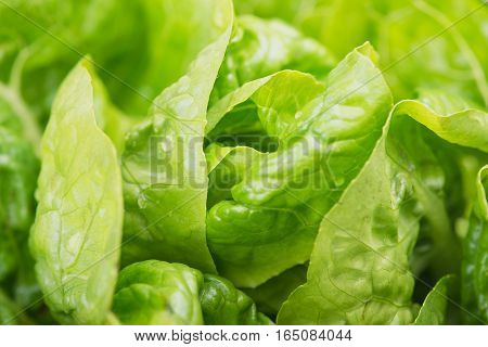 Fresh green Lettuce salad background.Fresh green Lettuce.