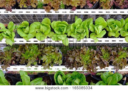 hydroponic salad vegetable in the big garden