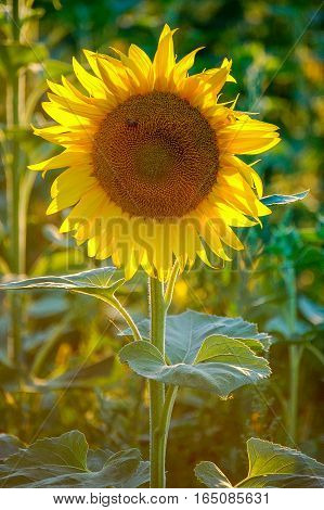 Yellow petals of a sunflower lit by the sun from behind