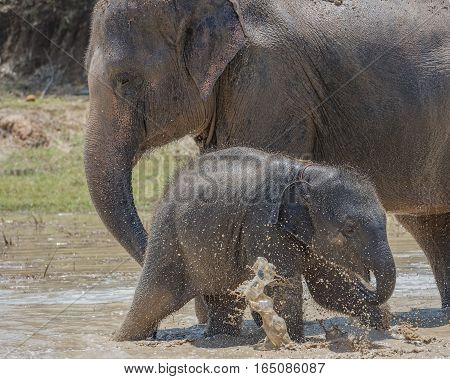 Elephant