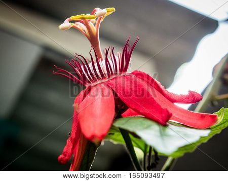 Red blossom flower in my garden, never be bored to see this