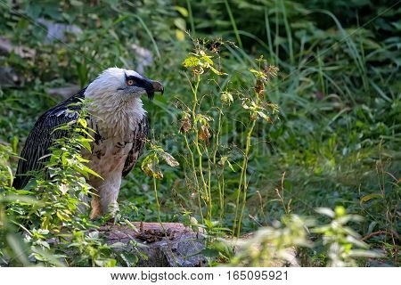Bearded vulture - Gypaetus barbatus in the wild