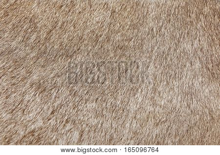 Fabric Textile Close Up of Brown Cowhide or Fragment of Skin A Cow Texture Background.