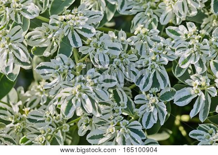 Euphorbia marginata bush with white and green striped leaves and flowers closeup