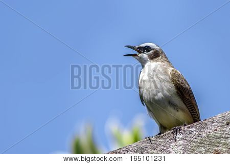 Bird hunting for his food with a rare yellow tail