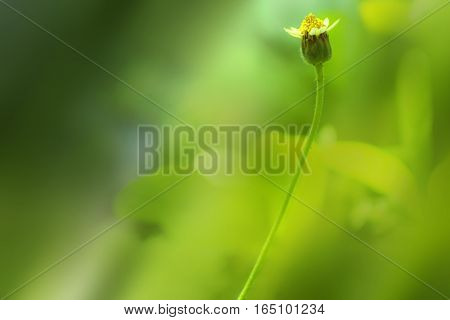 Single flower with green grass with a natural sunlight